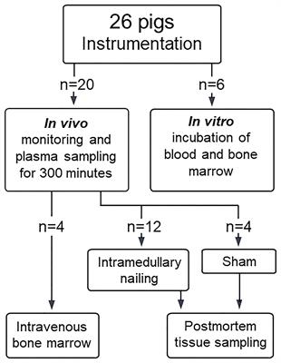 Femoral nailing associated with bone marrow emboli in pigs induced a specific increase in blood IL-6 and broad inflammatory responses in the heart and lungs